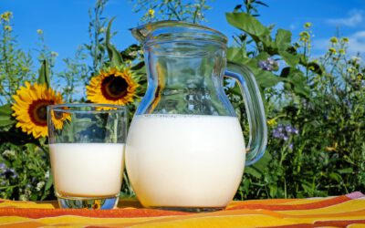 Warum Kuhmilch Entzündungen fördern kann